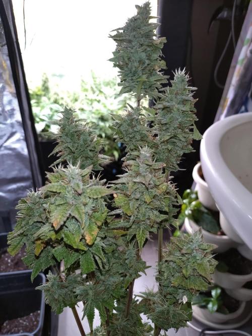 Purple Lemonade Auto RQS. Week 12