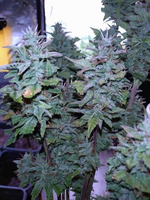 Purple Lemonade Auto RQS. Week 12