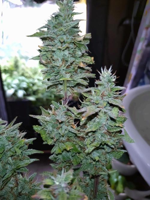 Purple Lemonade Auto RQS. Week 12