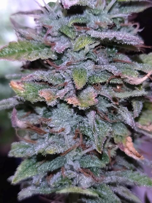 Purple Lemonade Auto RQS. Week 12