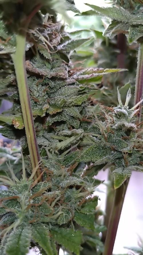 Purple Lemonade Auto RQS