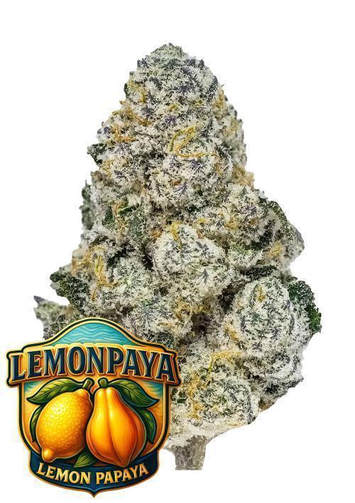 Lemonpaya Pheno #2 Fastbuds. Week 0