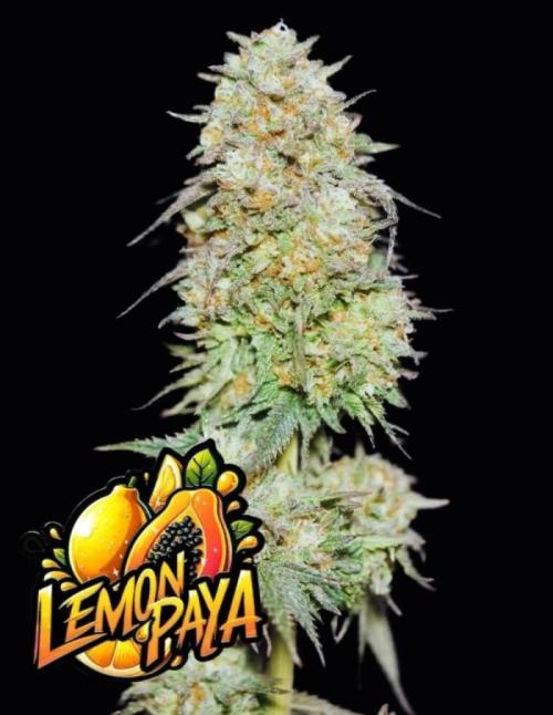 Lemonpaya Pheno #2 Fastbuds. Week 0