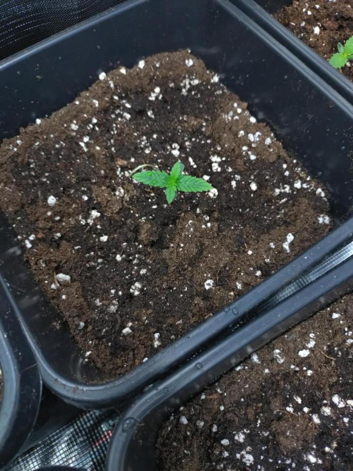 Lemonpaya Pheno #2 Fastbuds. Week 1