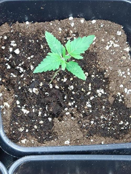 Lemonpaya Pheno #2 Fastbuds. Week 2