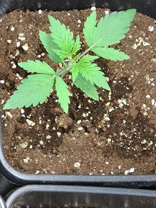 Lemonpaya Pheno #2 Fastbuds. Week 2