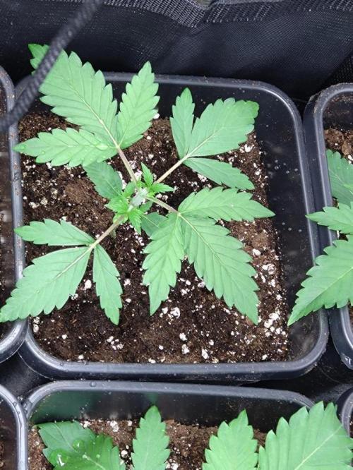 Lemonpaya Pheno #2 Fastbuds. Week 3