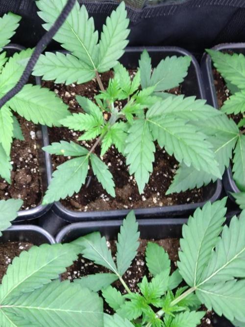 Lemonpaya Pheno #2 Fastbuds. Week 3