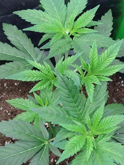 Lemonpaya Pheno #2 Fastbuds. Week 4