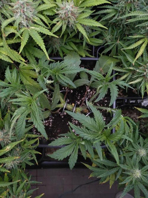 North Thunderfuck Auto RQS. Week 5