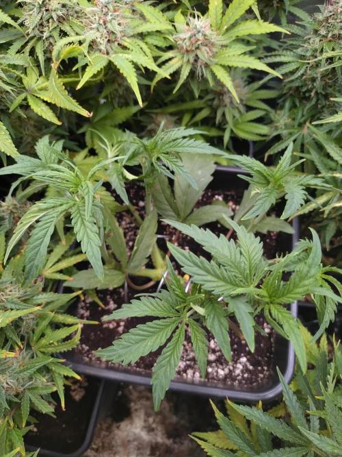 North Thunderfuck Auto RQS. Week 5
