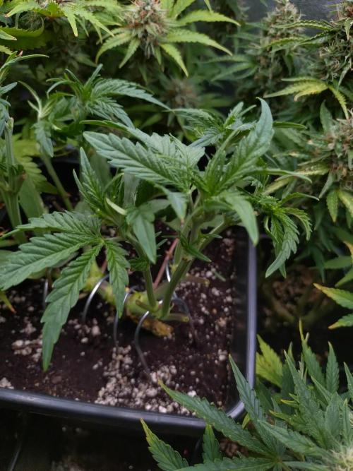 North Thunderfuck Auto RQS. Week 5