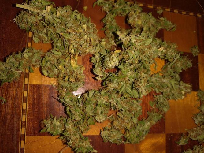 Grape Pop Rocks Auto Anesia Seeds. Week 10