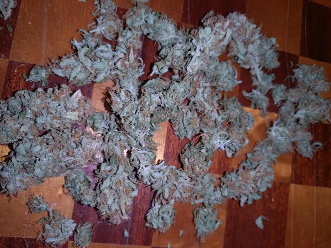 Grape Pop Rocks Auto Anesia Seeds. Week 10