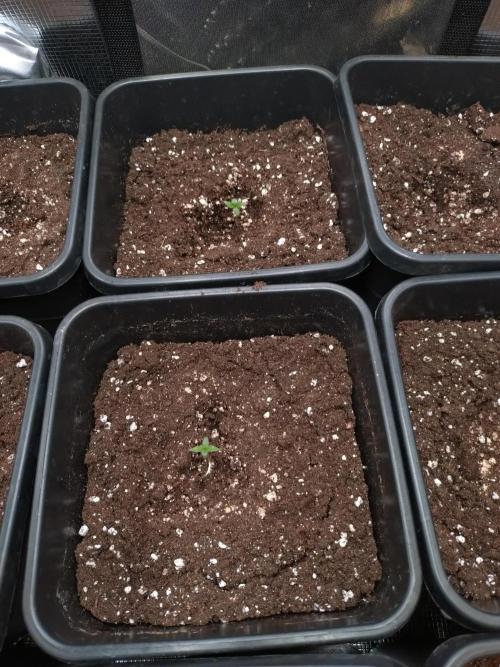 Epsilon F1 Royal Queen Seeds. Week 1