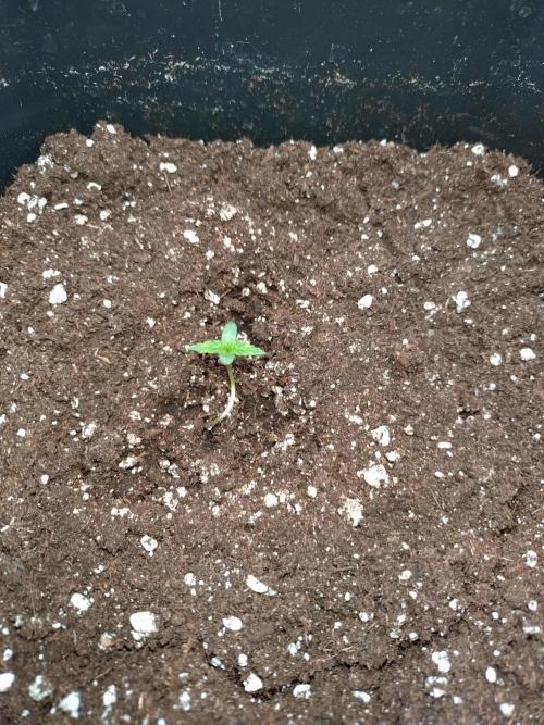 Epsilon F1 Royal Queen Seeds. Week 1