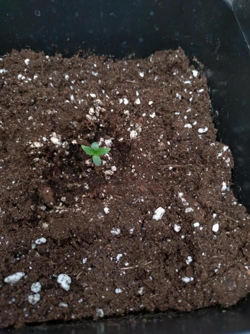Epsilon F1 Royal Queen Seeds. Week 1