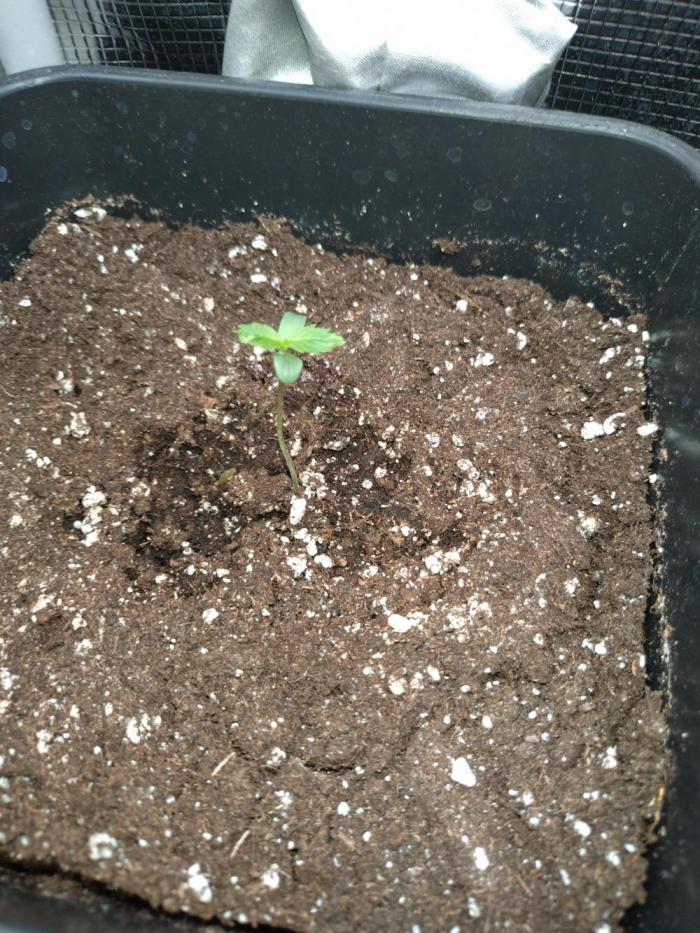 Big Bud Auto Fastbuds. Week 1