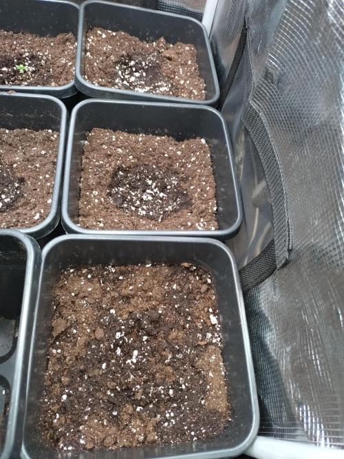 Chaos Cake Auto Anesia Seeds. Week 0