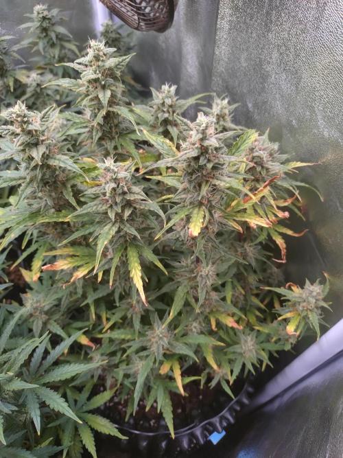 Thin Mint x Sour Pinot Auto Barneys Farm. Week 10