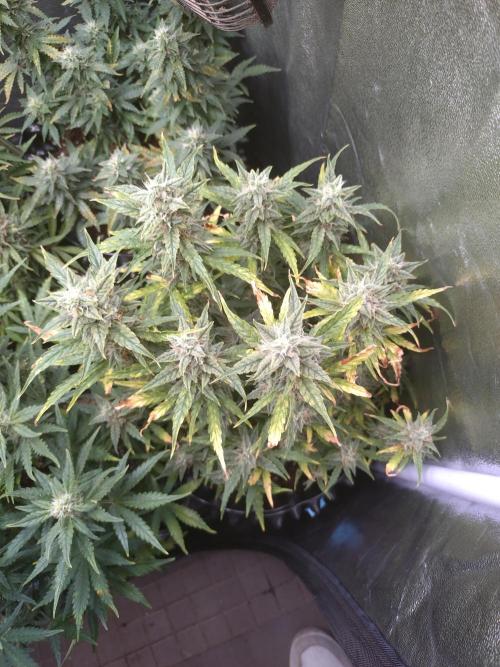 Thin Mint x Sour Pinot Auto Barneys Farm. Week 10