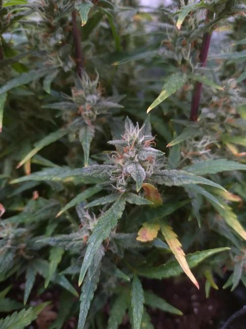 Thin Mint x Sour Pinot Auto Barneys Farm. Week 10