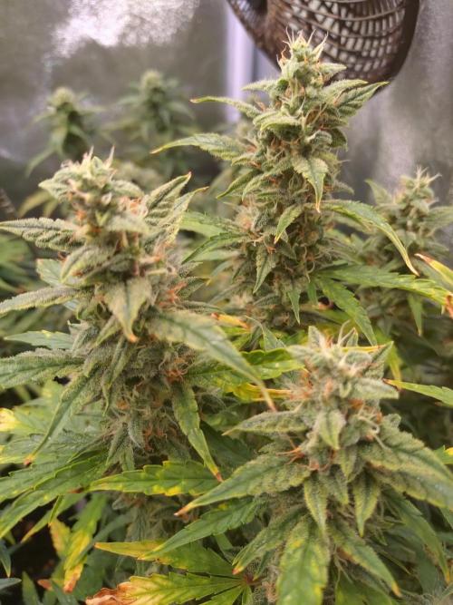 Thin Mint x Sour Pinot Auto Barneys Farm. Week 10