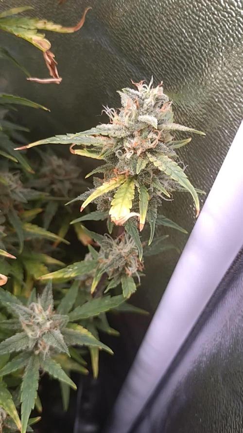 Thin Mint x Sour Pinot Auto Barneys Farm