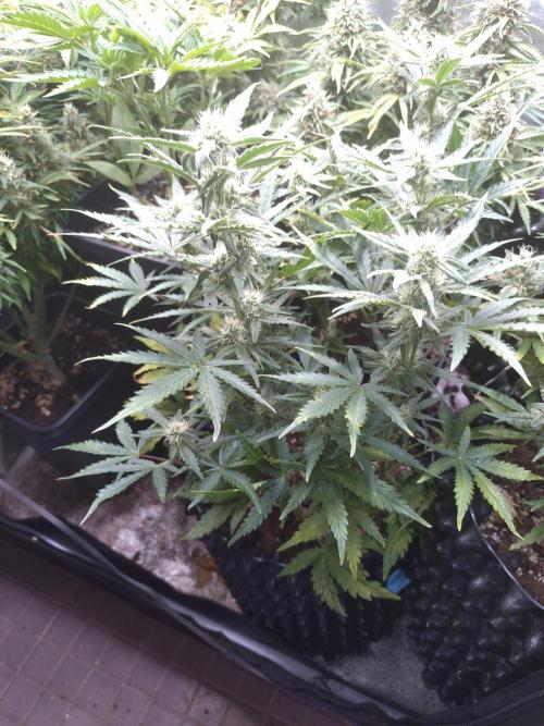 Z-Up Auto Fastbuds. Week 8