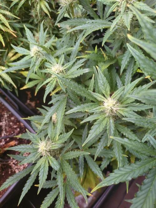 Z-Up Auto Fastbuds. Week 8