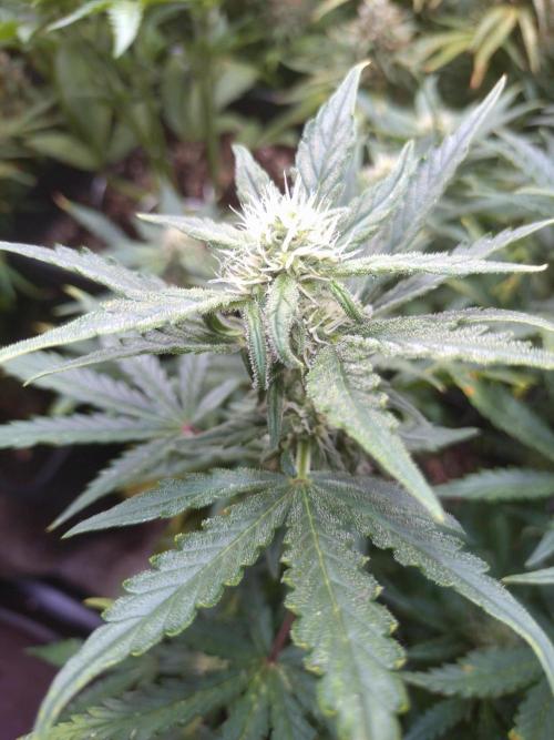 Z-Up Auto Fastbuds. Week 8