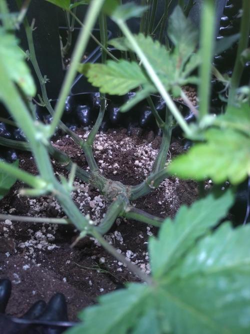 Z-Up Auto Fastbuds. Week 8