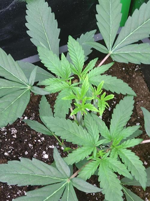 Lemonpaya Pheno #2 Fastbuds. Week 4