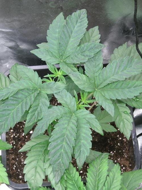 Green Gelato P#1 Royal Queen Seeds. Week 4
