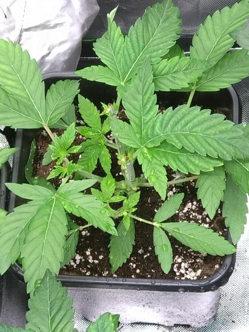 Lemon Cherry Gelato P#1 Barneys Farm. Week 4