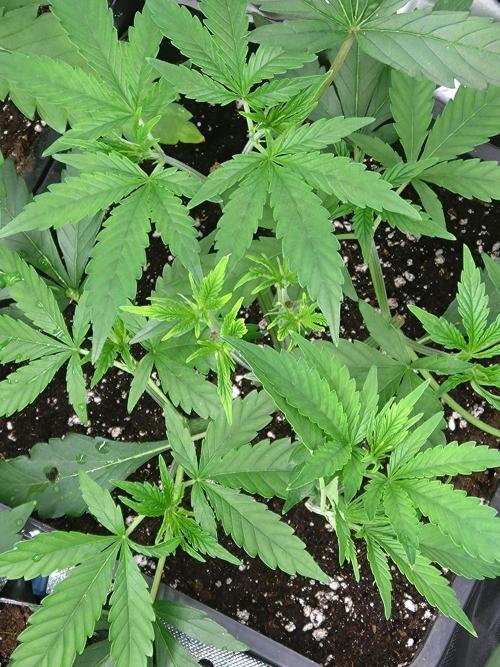Orange Sherbet FF P#1 Fastbuds. Week 4