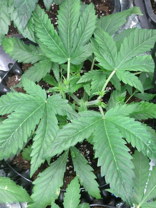 Euphoria Royal Queen Seeds. Week 4