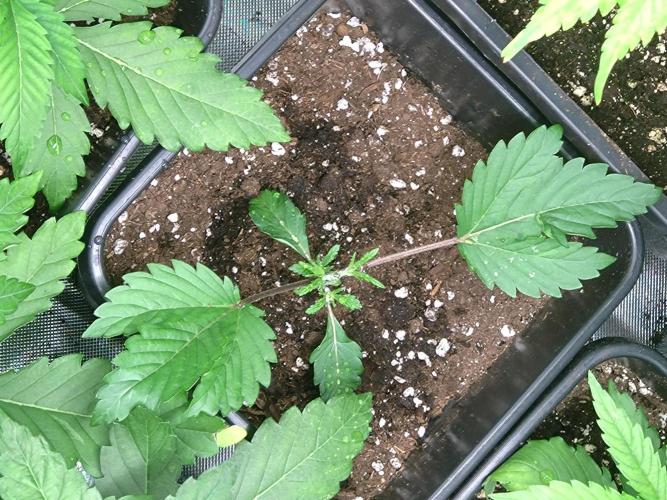 Cosmic Cheddar F1'26 Royal Queen Seeds. Week 2