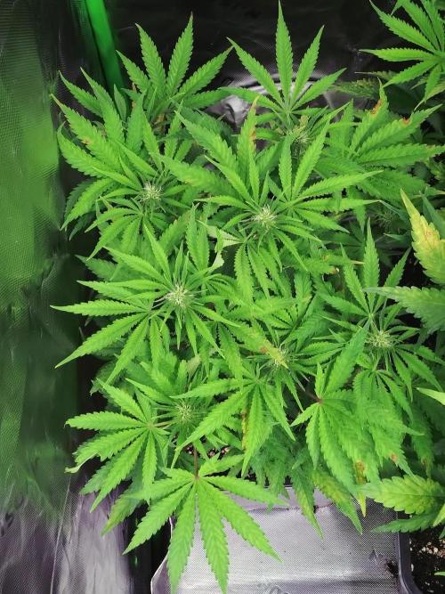 Auto #1 RF3 Mixpack Fastbuds. Week 8