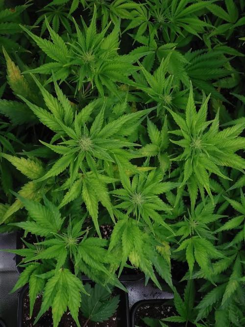 Auto #1 RF3 Mixpack Fastbuds. Week 8