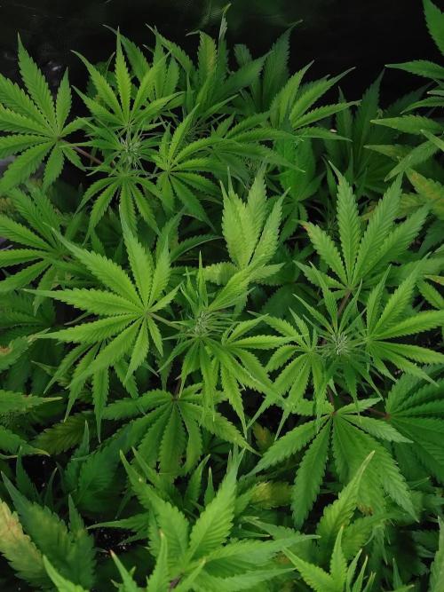 Auto #1 RF3 Mixpack Fastbuds. Week 8