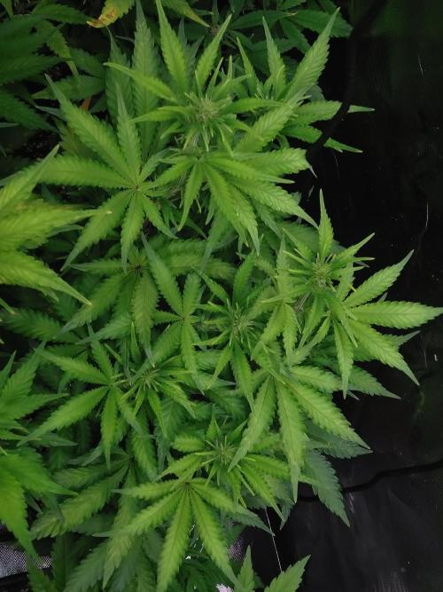 Auto #1 RF3 Mixpack Fastbuds. Week 8