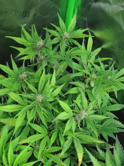 Auto #1 RF3 Mixpack Fastbuds. Week 8