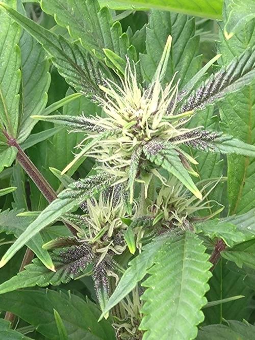 Auto #1 RF3 Mixpack Fastbuds. Week 8