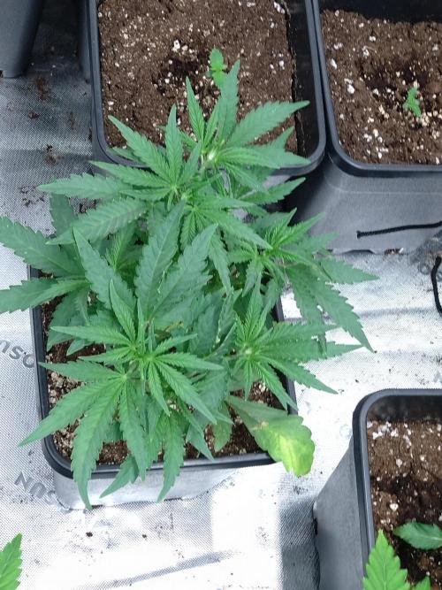 North Thunderfuck Auto RQS. Week 5