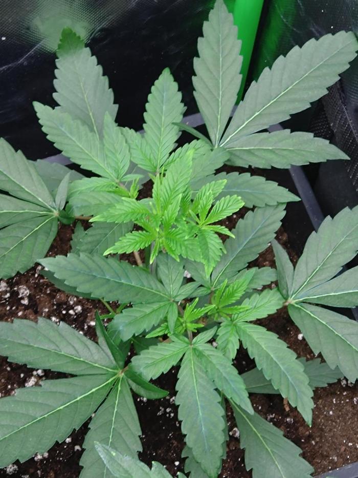 Lemonpaya Pheno #2 Fastbuds. Week 5