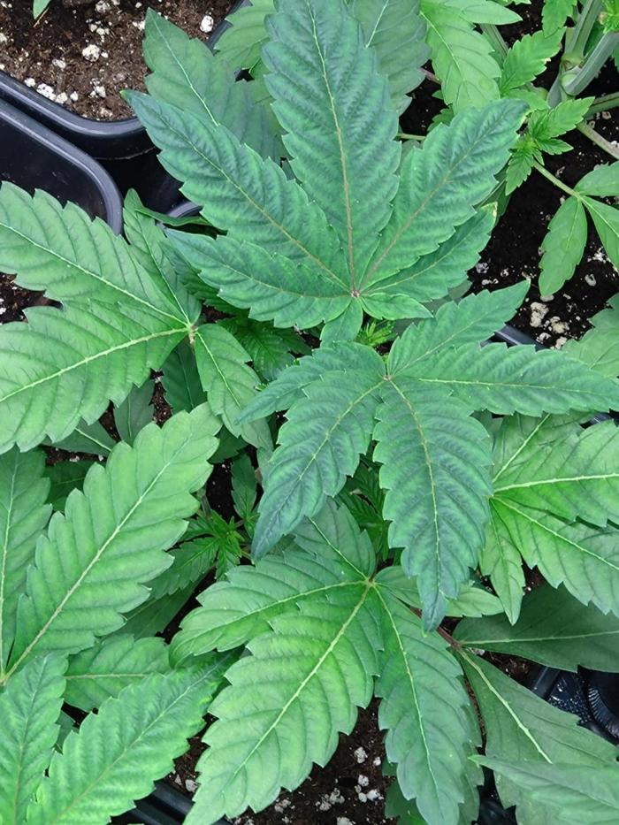 Lemonpaya Pheno #1 Fastbuds. Week 5