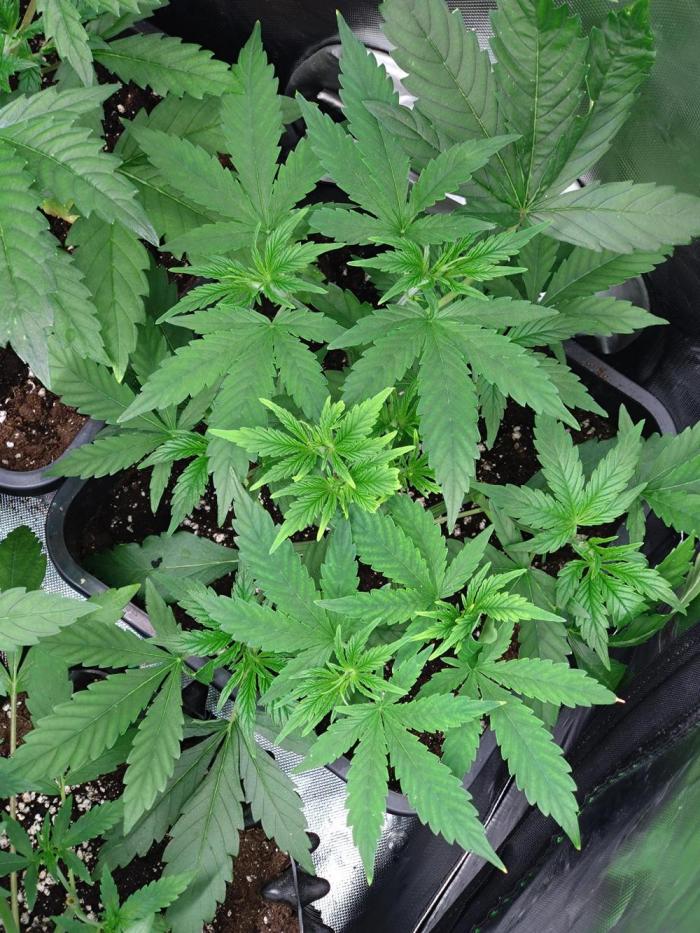 Orange Sherbet FF P#1 Fastbuds. Week 5