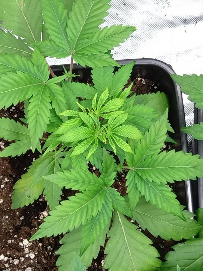 Orange Sherbet FF P#2 Fastbuds. Week 5