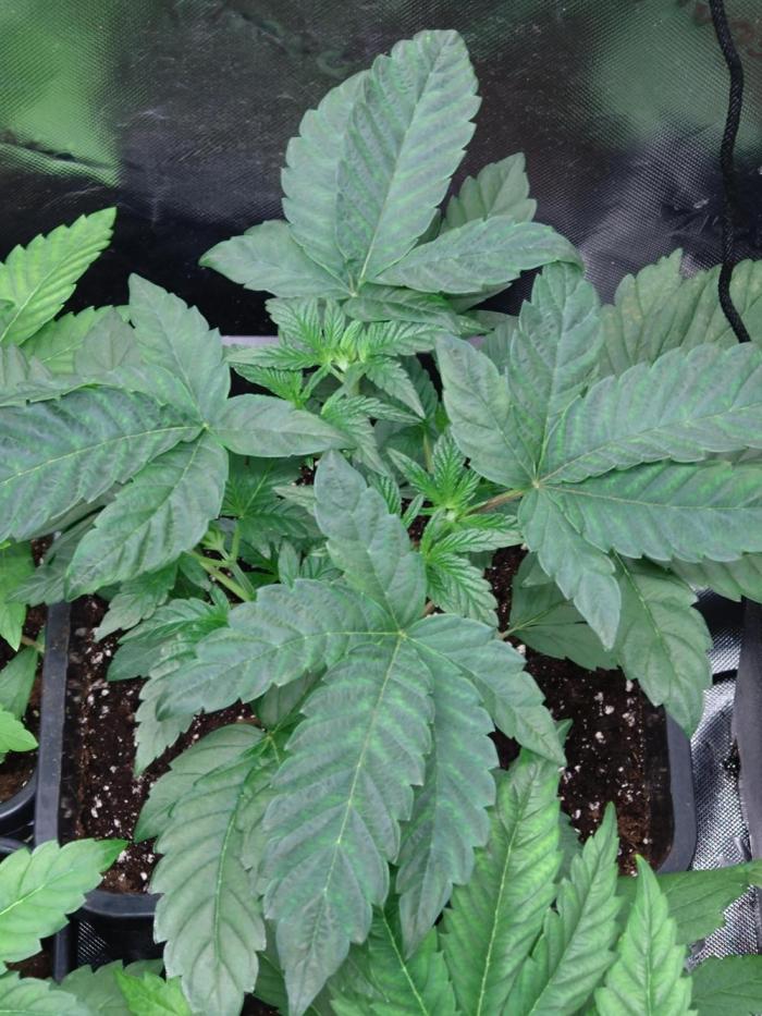Green Gelato P#1 Royal Queen Seeds. Week 5